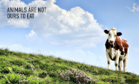 PETA ad about cattle
